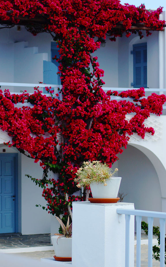 Un bougainvillier rouge à l'hôtel Petali Village à Sifnos